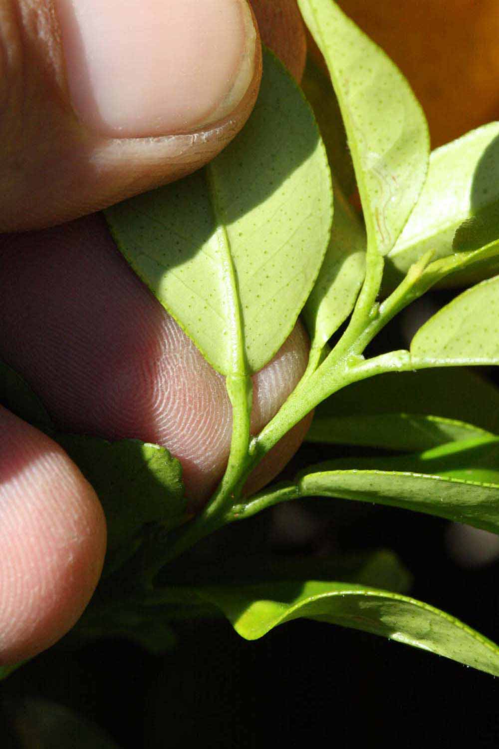              Petiole (Riverside, CA)       